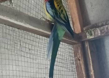 Zamienię samca na samicę