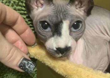 Sfinks Kanadyjski. Do odbioru koteczka. Rodowód