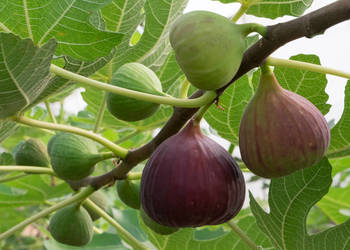 FIGOWIEC POSPOLITY Ficus carica - NASIONA 10000 sztuk - 10g.