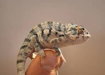 Kameleony lamparcie ambilobe Kameleony lamparcie ambilobe