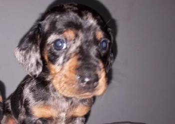 Jamnik miniaturowy merle