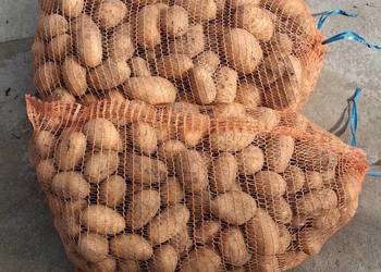 Kartofle Anna i Bryza