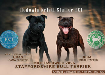 Staffordshire Bull Terrier