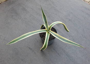 Kolorowa agawa - agave americana variegata NOVA - 3 letnia