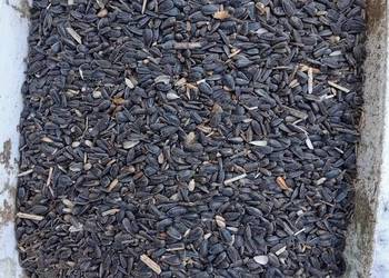słonecznik ziarno dla ptaków gołębi czarny