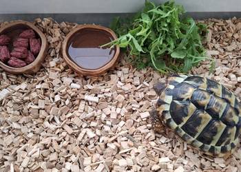 Sprzedam żółwia greckiego