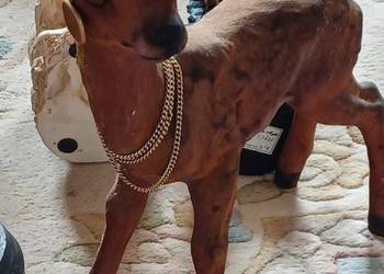 sarna figurka flokowana bardzo stara Heissner ozdoba świąteczna