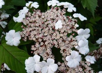 KALINA SARGENTA Viburuum sargentii - NASIONA 330 sztuk - 10g.