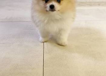Szpic miniaturowy pomeranian, piękny miniaturowy piesek