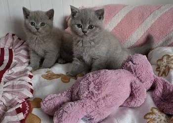 Kocięta brytyjskie liliowe z rodowodem