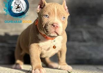 American Bully ABKC pies