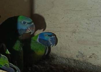 Aleksandretta chinska - samica