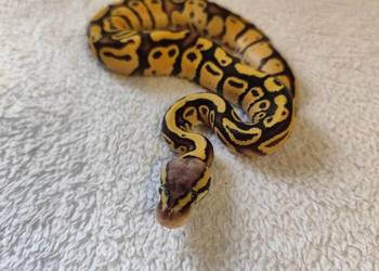 Samczyki Pastel poss Yb