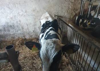 Sprzedam byczka 8 miesięcznego