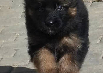 Szczeniaki owczarki niemieckie długowłose ZKWP Fci