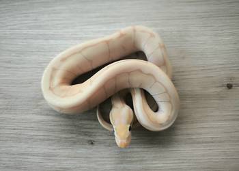 Pyton królewski Banana Enchi Pinstripe