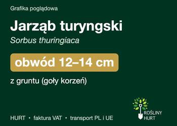 Jarząb turyngski (Sorbus thuringiaca) obwód 12-14 cm, z gruntu – HURT