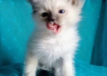 Cudowny kocurek Ragdoll z rodowodem i wyprawką