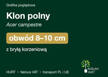 Klon polny (Acer campestre) obwód 8-10 cm, z bryłą – HURT