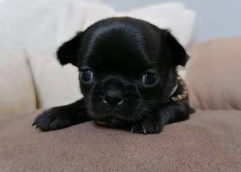 Chihuahua