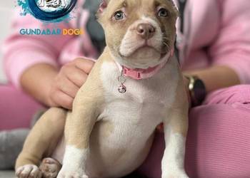 ABKC AMERICAN BULLY