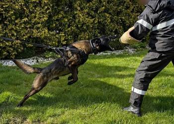 Owczarek belgijski Malinois