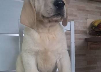 Szczeniaki rasy labrador retriever
