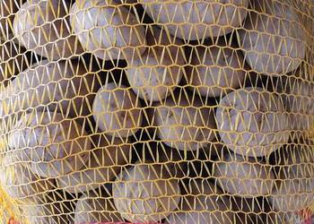 Ziemniaki jadalne jurek