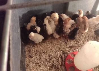 Kurki,koguciki, przepiórki