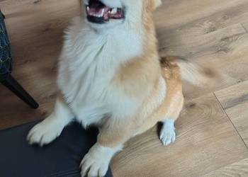 Welsh Corgi Pembroke FCI