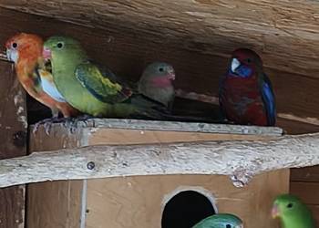 Rozelle królewskie i inne papugi