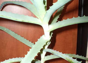 aloes drzewiasty kwiat doniczkowy