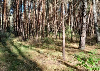 na sprzedaż