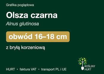 Olsza czarna (Alnus glutinosa) obwód 16-18 cm, z bryłą – HURT