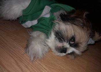 Shih tzu szczeniak suczka