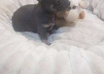 Śliczny piesek chihuahua okolice Warszawy