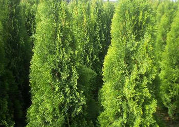 Tuja szmaragd tuje thuja szmaragdowa