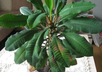 Wilczomlecz białounerwiony - Benjamin madagaskarski