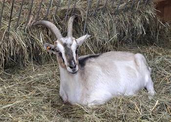 Kozy - stado mieszane