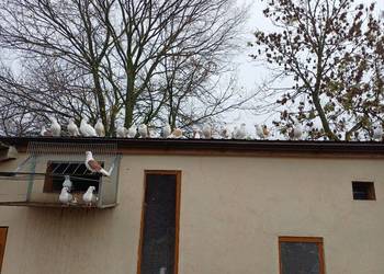 OKAZJA !!! Sprzedam gołębie mewki likwidacja stada