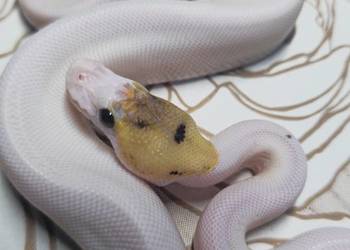 Wąż pyton królewski, python regius samiec