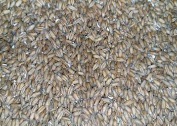 Sprzedam pszenżyto Sprzedam pszenżyto