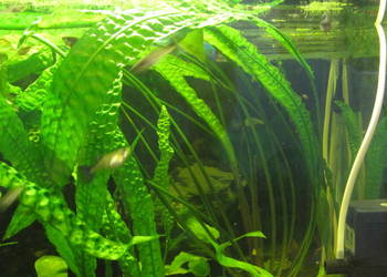 Kryptokoryna karbowana