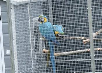 Ararauna lęgowa Para