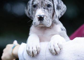 Dog niemiecki samiec merle 10tyg