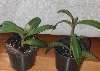 Reo meksykańskie, 2 sztuki,roślina rosnąca