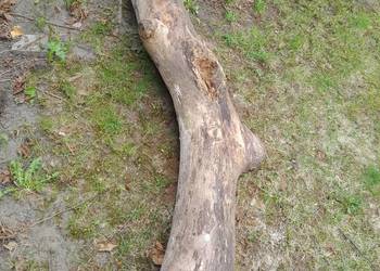 Sprzedam 2 m konar orzecha włoskiego .