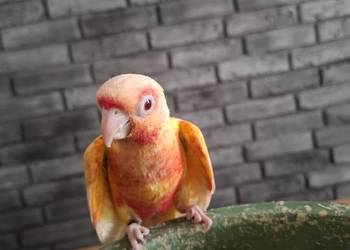 rudosterka zielonolica, aleksandretta obrożna