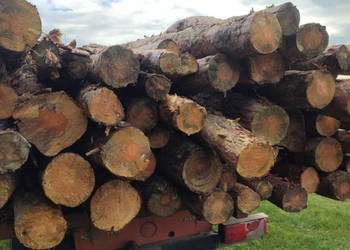 Drewno sosnowe opałowe w całości lub połupane