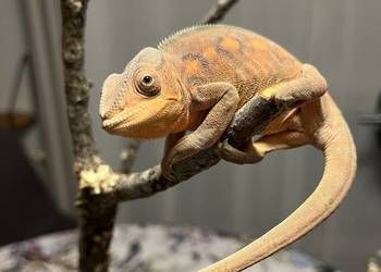 Kameleon lamparci 2 samiczki